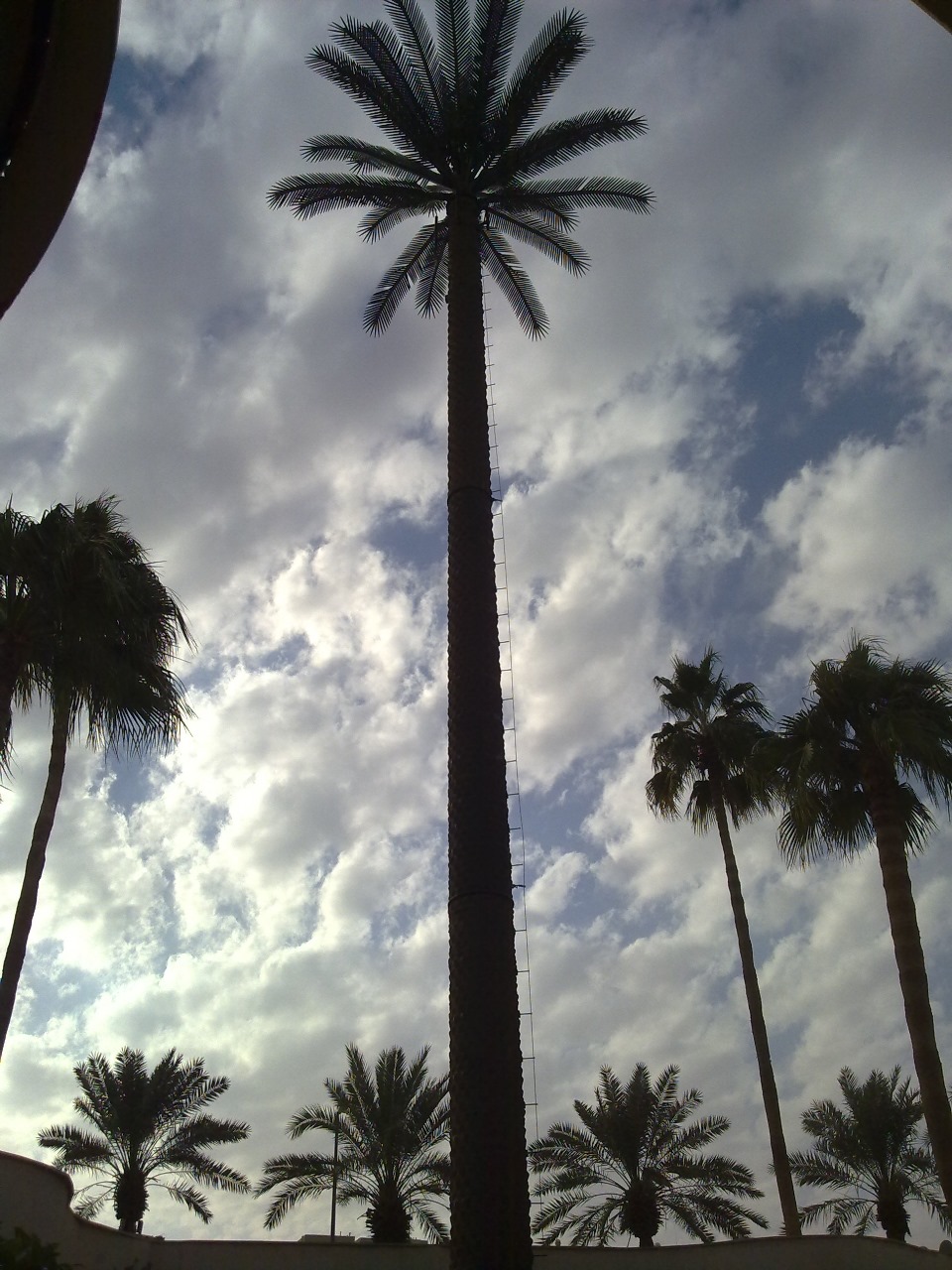 Single Palm Tree Tower